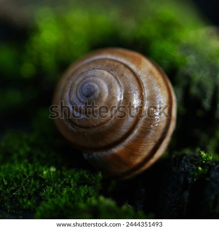 Similar – Image, Stock Photo small enchanted world