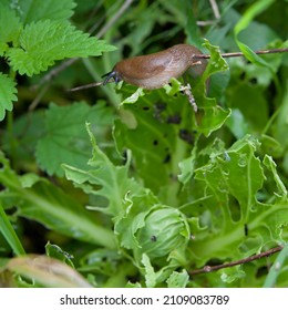 Snails And Slugs Eating Green Vegetables In The Garden -  Pests On The Veg Plot.