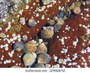 Snails In A Tide Pool On The Maine Coast