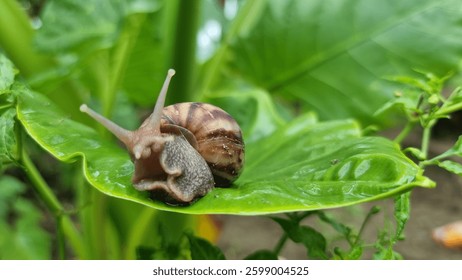 snails in the wild without editing 