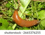 snails without shells on the grass