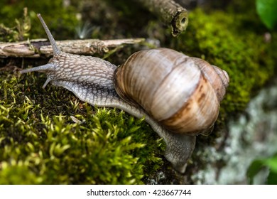 Snail.Spring.