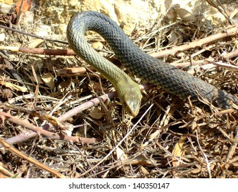 Snake
