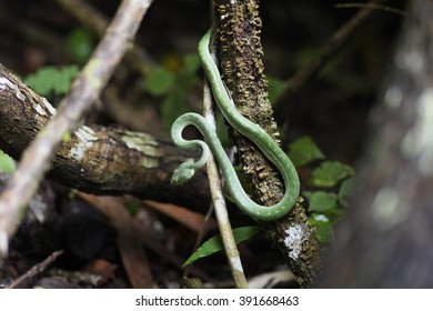 snake