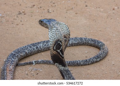 The Snake