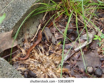 snake