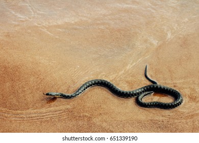 Snake.