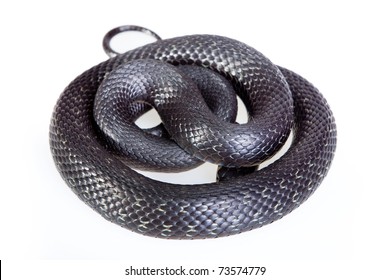 Snake Circle Images, Stock Photos & Vectors | Shutterstock