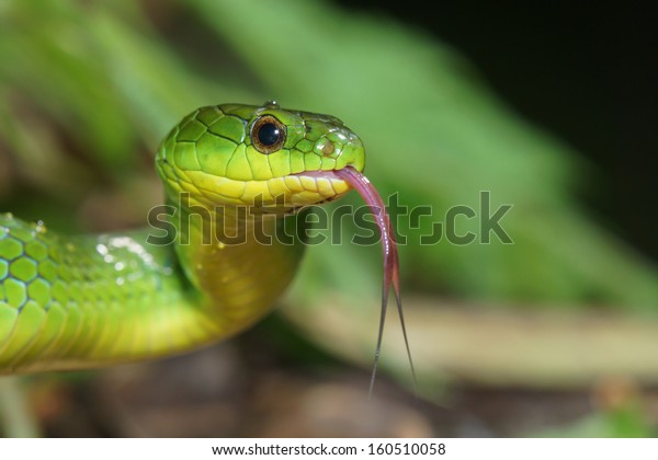 Snake Stock Photo 160510058 