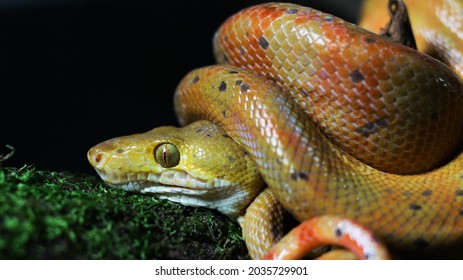 Snake Of The Amazon Forest; Familia Boidae Common Name Suaçuboia (Corallus Hortulanus)