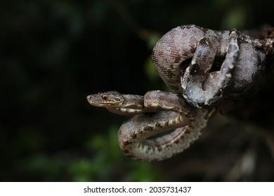 Snake Of The Amazon Forest; Familia Boidae Common Name Suaçuboia (Corallus Hortulanus)