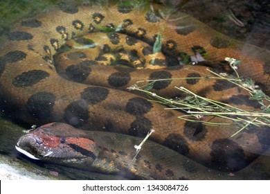 Amazon Anaconda Hd Stock Images Shutterstock