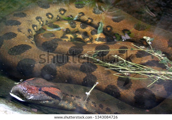 Snake Anaconda Dipped Amazon River Only Stock Photo Edit Now 1343084726