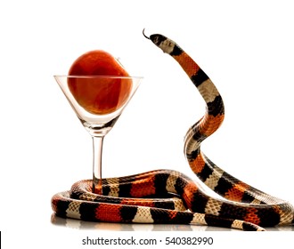 The snake and the apple.Sin Concept. Red apple in a martini glass with king snake isolated.Adam and Eve,,representing the Original Sin and the Fall of Man.Lampropeltis elapsoides close-up on white.