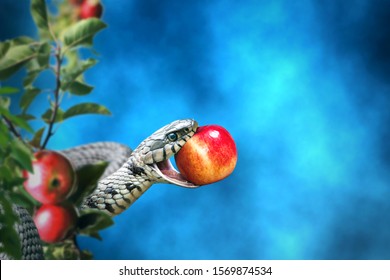 Snake with an apple fruit in its mouth. Forbidden fruit concept.