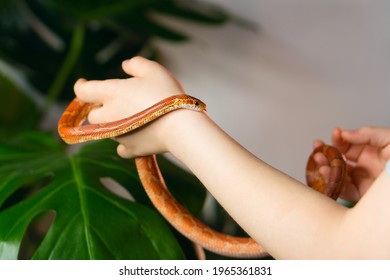 Snake in Arms of child. Unrecognizable Girl and her Exotic Pet Corn Snake. Concept of exploring the world and exploring wildlife