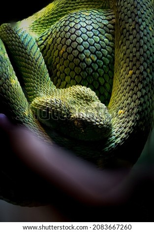 Snake Atheris chlorechis mean look