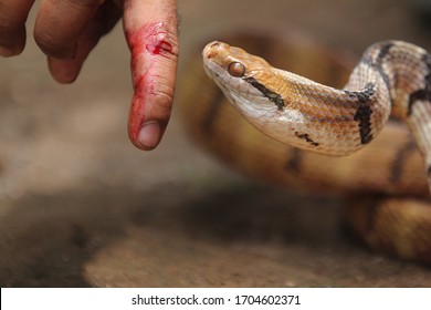 Morsure De Serpent Images Photos Et Images Vectorielles De Stock Shutterstock Morsure De Serpent Images Photos Et Images Vectorielles De Stock Shutterstock