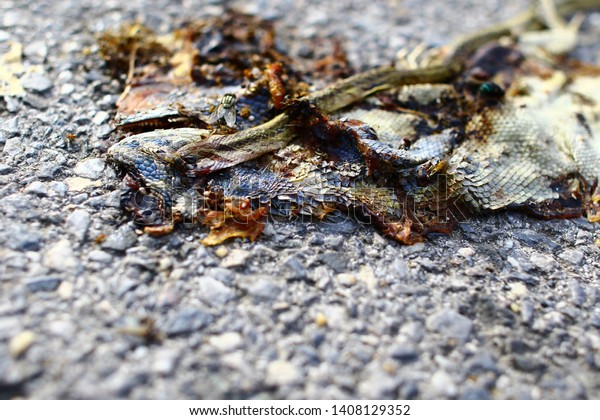 Snake bites gecko car was crushed to death on\
the street in the\
morning.