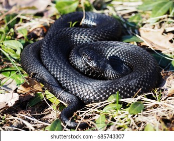 5,383 Big black snake Images, Stock Photos & Vectors | Shutterstock