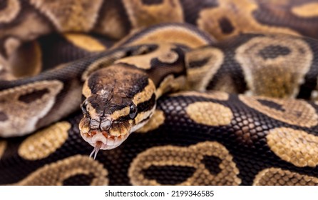 Snake boa constrictor close-up on a white background. Snake skin. Reptile - Powered by Shutterstock