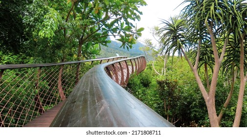 Snake Bridge Canopy Walkway Above Treetops 