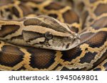 Snake Burmese Python, Python molurus bivittatus, isolated on white background
