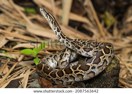 Snake Burmese Python molurus bivittatus
