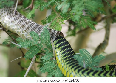 Snake Shedding Skin Images Stock Photos Vectors Shutterstock