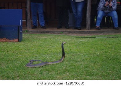 A Snake Catcher Controls A Souted Cobra.