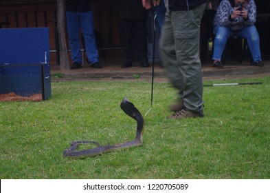 A Snake Catcher Controls A Souted Cobra.