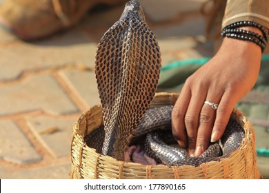 Snake Charmer