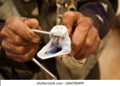 Snake Charmer Holding A Puffadder (Bitis Arietans) To Show Its Teeth