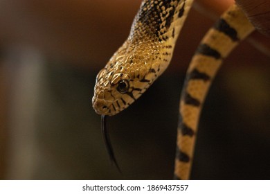 Snake Close Up With Black Tounge