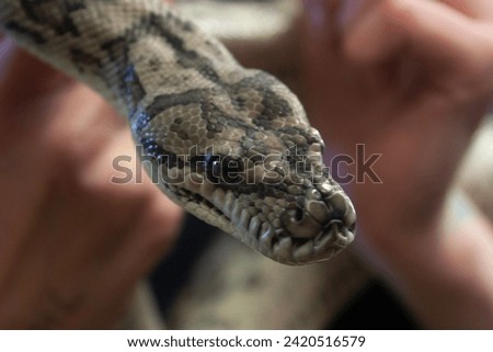 snake, closeup, macro, zoom, scale, red, poison, venom, danger, held, cute, human, harmless, pattern, scales, python 