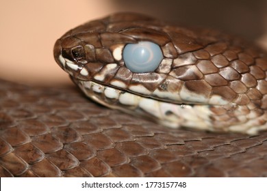 Snake With Cloudy Eye About To Shed Their Skin Malpolon Monspessulanus	