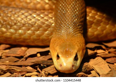 Snake Coastal Taipan