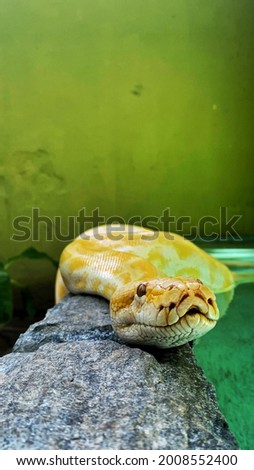Snake cobra Ecopoint espécie linda