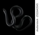 A snake is coiled on a black surface, its body forming a perfect spiral. The dark background enhances the snake sleek form and the symmetry of its position.