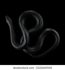 A snake is coiled on a black surface, its body forming a perfect spiral. The dark background enhances the snake sleek form and the symmetry of its position.