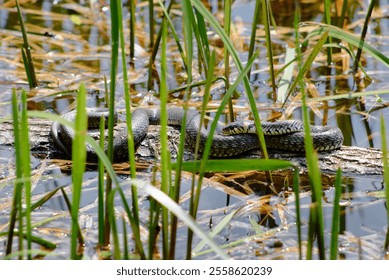A snake is coiled on a log surrounded by reeds and water, emphasizing the beauty of wetlands wildlife and natural habitats.