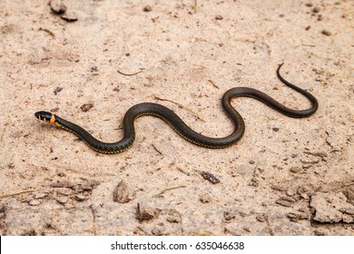 Snake Crawling On The Sand
