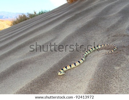 Snake crawling on a sand dune in the desert - Shovelnose Snake, Chionactus occipitalis talpina