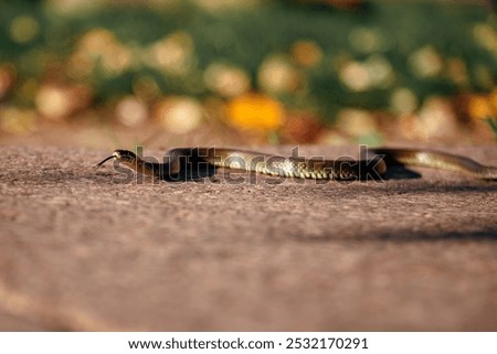 A snake crawls on a stone surface