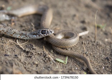 A Snake Creeps Around The Garden, Curled Up In A Circle And Looks At The Camera. Pattern On Body Of Snake, Eye Of Snake