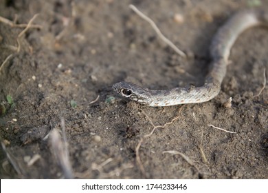 A Snake Creeps Around The Garden, Curled Up In A Circle And Looks At The Camera. Pattern On Body Of Snake, Eye Of Snake