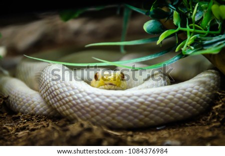 Snake curled up ring