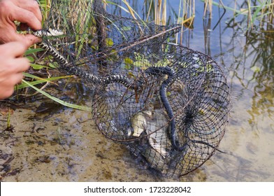 alligator eats snake