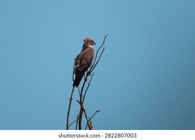 ​Short-toed Snake Eagle (Circaetus gallicus) perched on a dry branch against a clear blue sky during summer, featuring copy space for nature wall art or book cover.