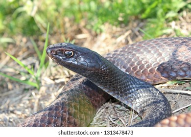 Snake, Eastern Coachwhip, Masticophis Flagellum